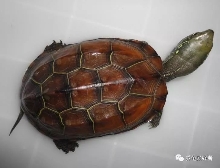 网上买龟店铺推荐,买龟在哪个网站买最靠谱实惠