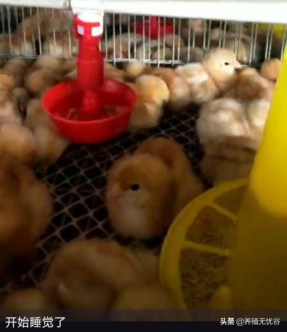 鸡群养鸡的营养,养鸡课堂鸡群呼吸道的发展过程