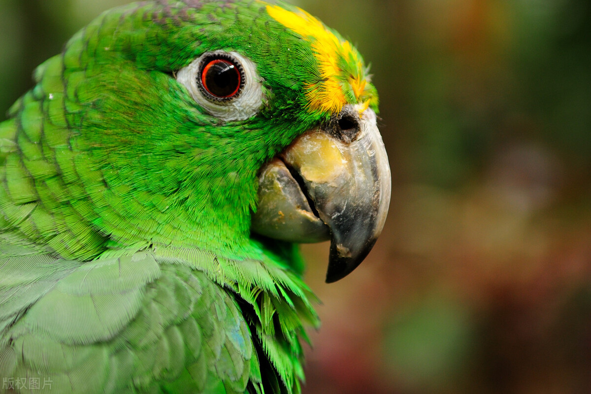 10天八哥幼崽大便稀,八哥的粪便稀绿白色