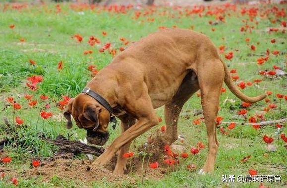 狗狗喜欢咬爪怎么纠正,狗狗用爪子刨地是什么意思
