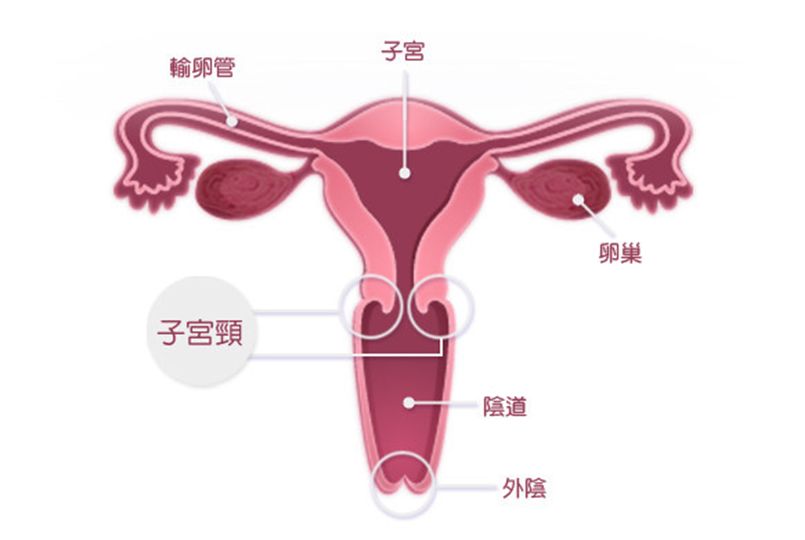 关于宫颈癌的中西医结合治疗,治疗宫颈癌专家中药验方