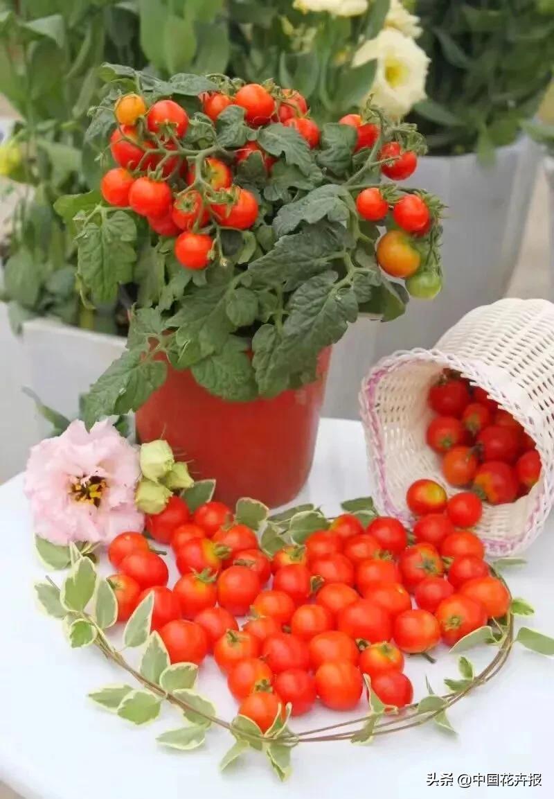 什么色系的花好看,6种颜色的花代表什么