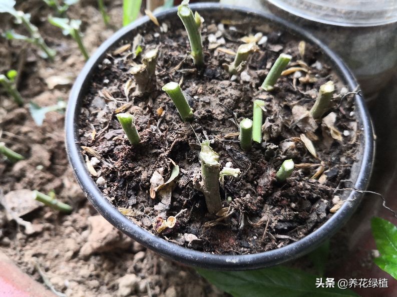 菊花开过花之后怎么修剪,盆栽菊花怎样修剪及修剪时间
