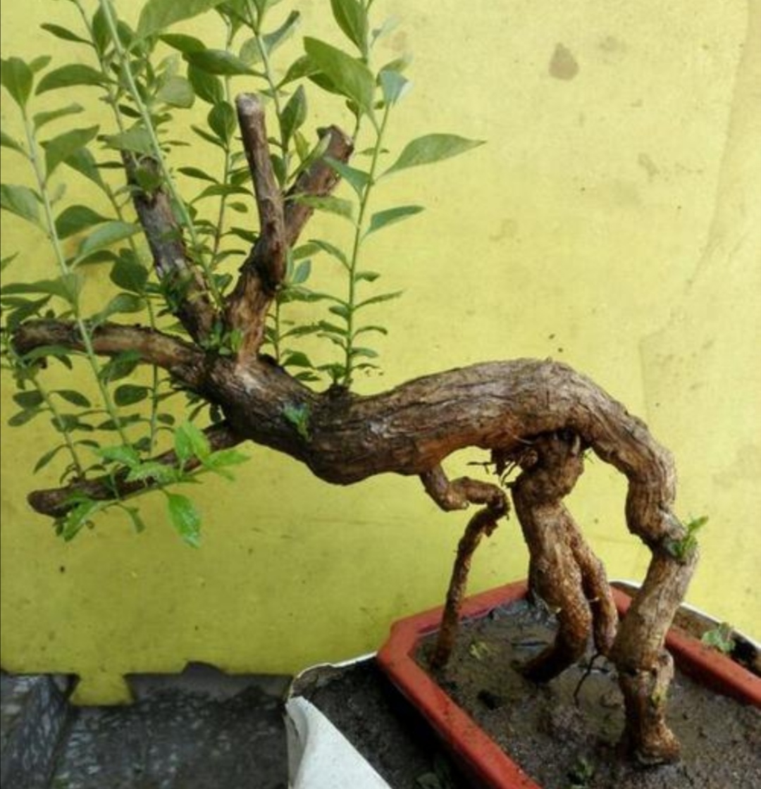 初春挖枸杞老桩怎么上盆,枸杞下山桩直接上盆会如何