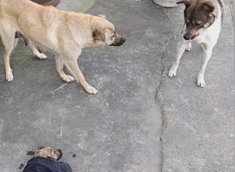 成都男孩救狗溺亡的妈妈,四川大水狗妈妈救小狗