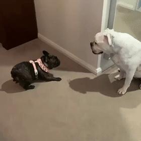 梦到喝马桶水，原来是狗半夜放屁