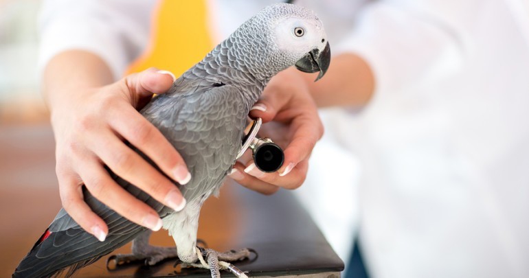 可以通过动物传染的疾病,哪些由动物传染给人类的致命疾病