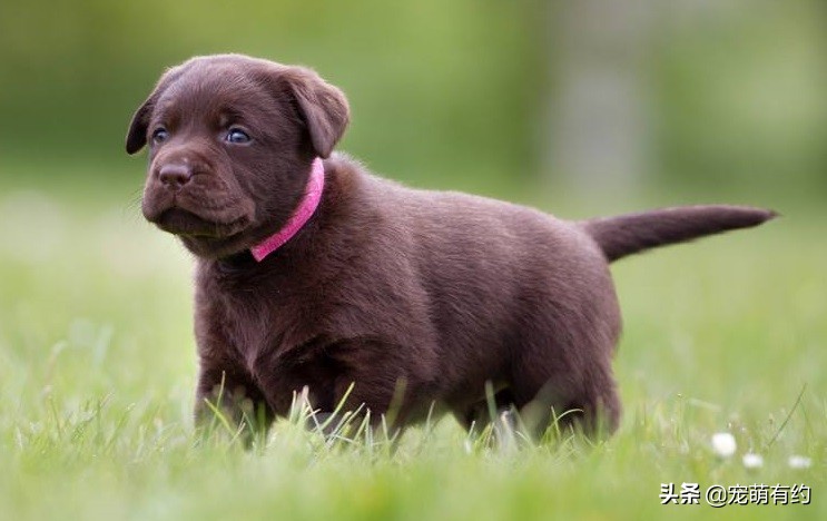 拉布拉多幼犬如何挑选需要多少钱,拉布拉多幼犬的好坏由谁来决定