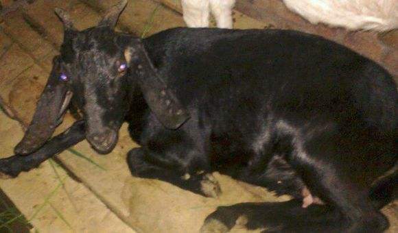 羊痘用什么药,羊痘如何防治