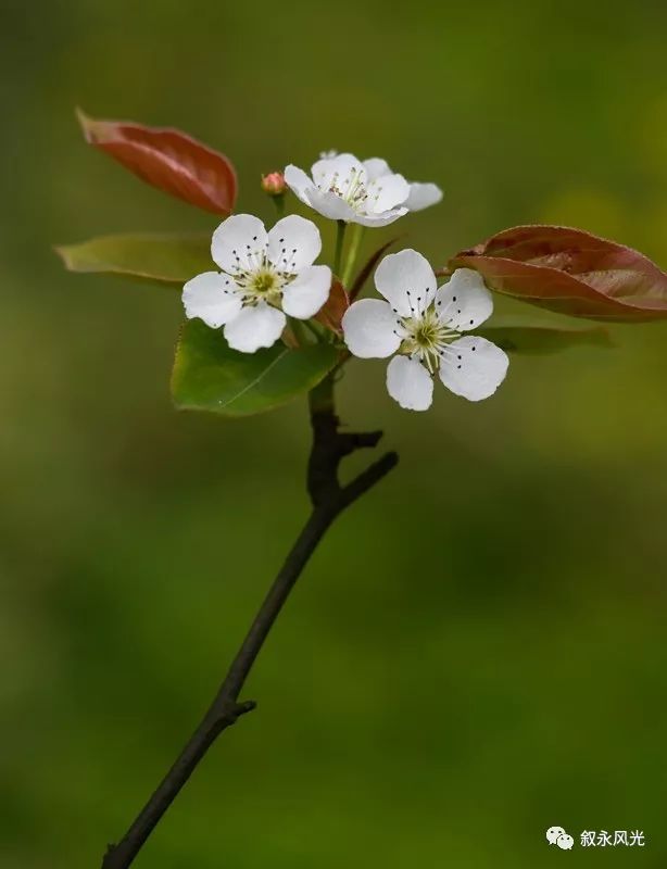 千树万树梨花开风景欣赏,千树万树梨花开美景可以去哪欣赏