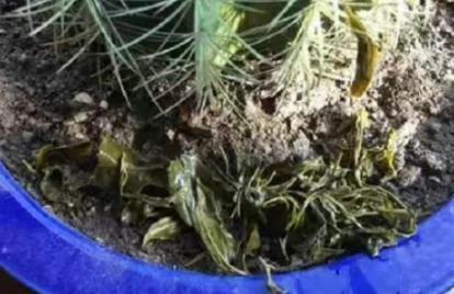 家庭盆栽废茶渣沤肥,牛奶和淘米水沤肥