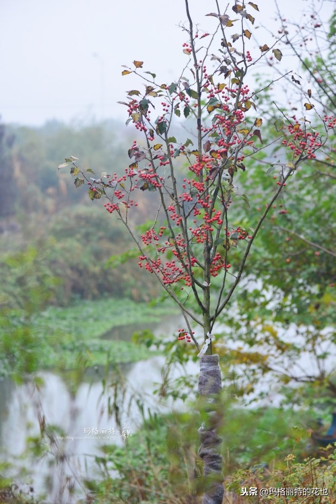 整个冬天都挂着的小红果，迷你山楂“冬果王”｜植物笔记
