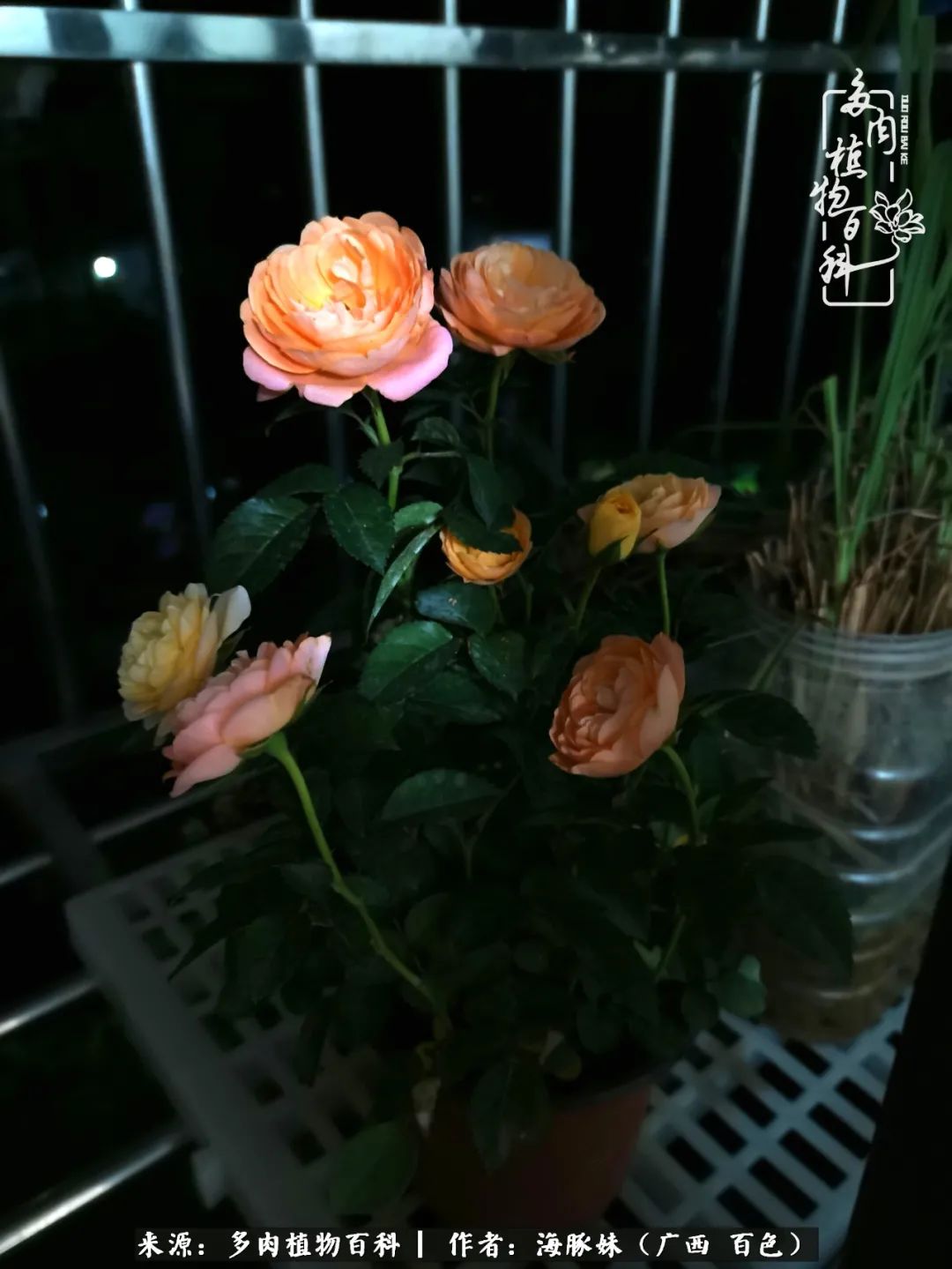 七月的雨,八月的风,多肉植物,我还是喜欢你