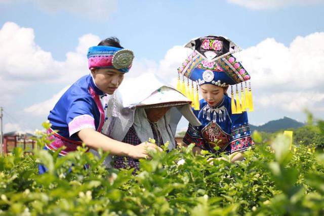 开春后茉莉花怎么养护,茉莉花春季怎么防寒