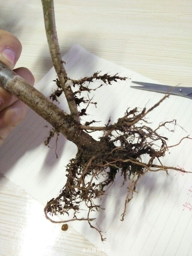 黑法师叶子黑点一碰就掉怎么办,黑法师叶子光落怎么办