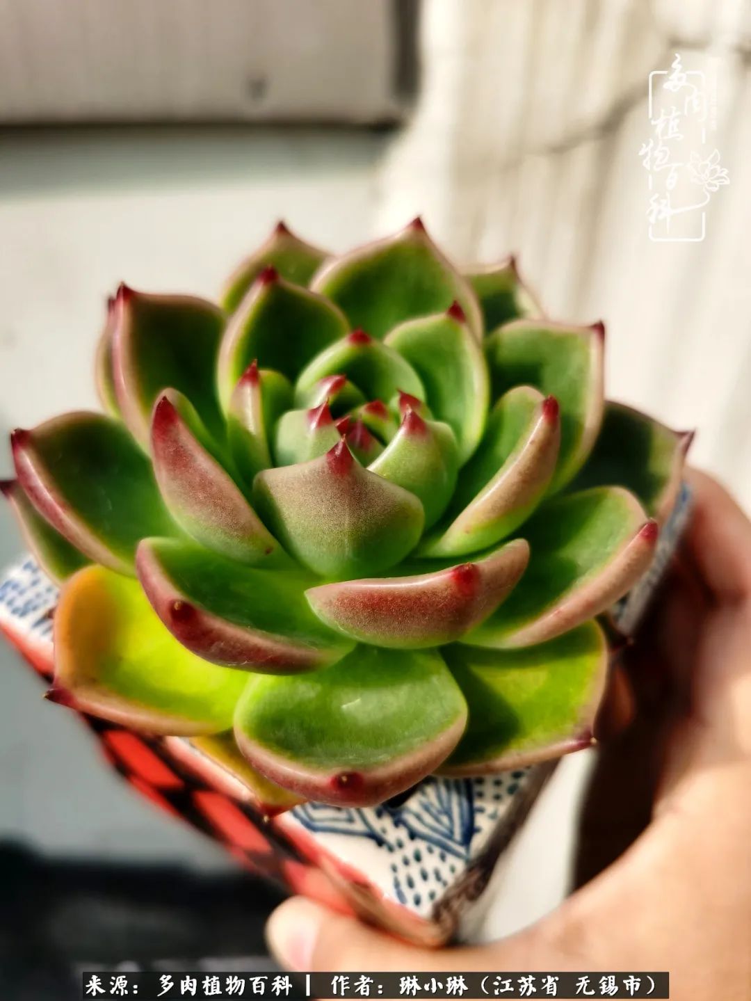 又到多肉变美时，一切都鼓励我积极向前