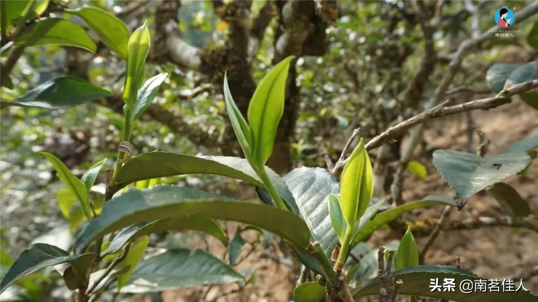 冰岛老寨大秋茶园的茶是真的吗,冰岛五寨之一糯伍什么口感