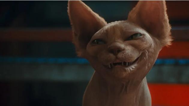 为什么喜欢斯芬克斯猫,斯芬克斯猫亲近人吗