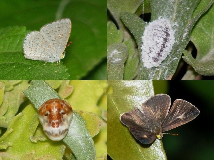 特别的蝴蝶图片,特别的蝴蝶的作文400字