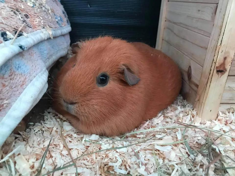 一群母豚鼠混入一只公豚鼠后：生几十只鼠崽，铲屎官年入几十万