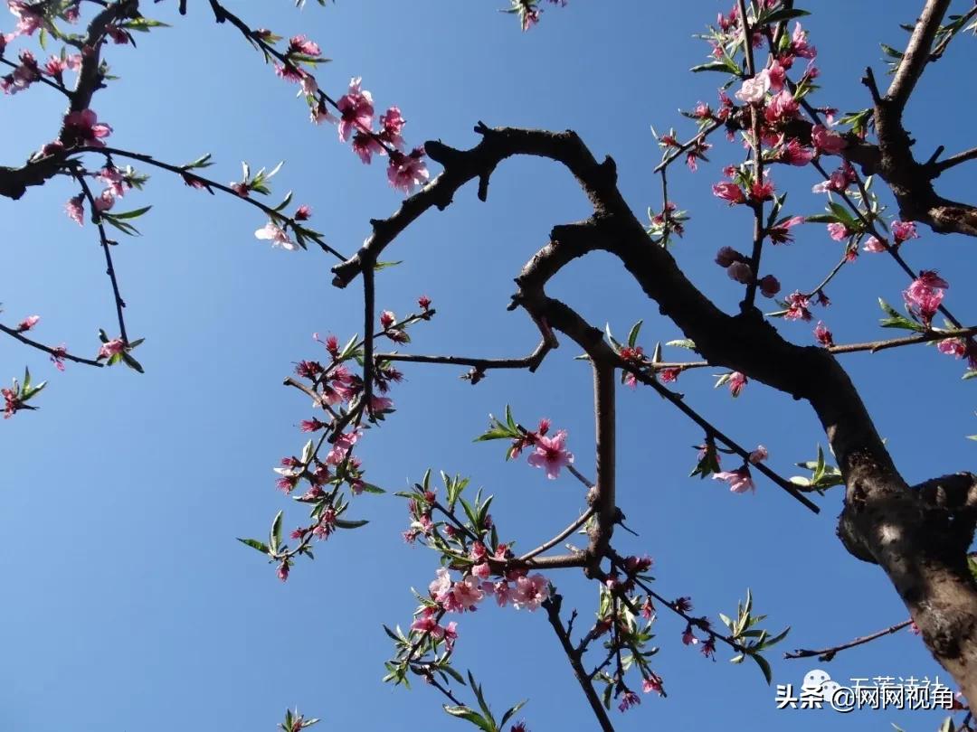春风春雨催春色,春燕春声奏*光春**(总第724期)