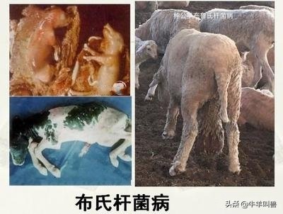 羊流产的原因及防治方法,羊流产是什么原因造成