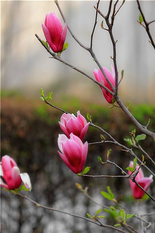 最美玉兰花树图片大全,最美玉兰花开