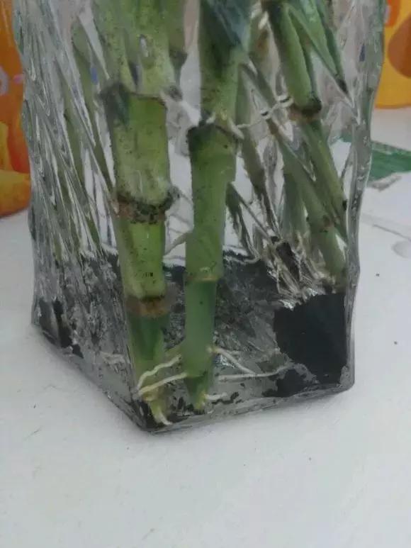 富贵竹黄叶不长根怎么回事,富贵竹黄叶不长根怎么办