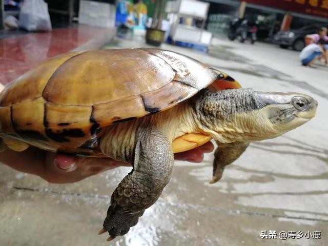 怎么养石金钱龟才是正确的方法,养了五年的石金钱龟应该有多大