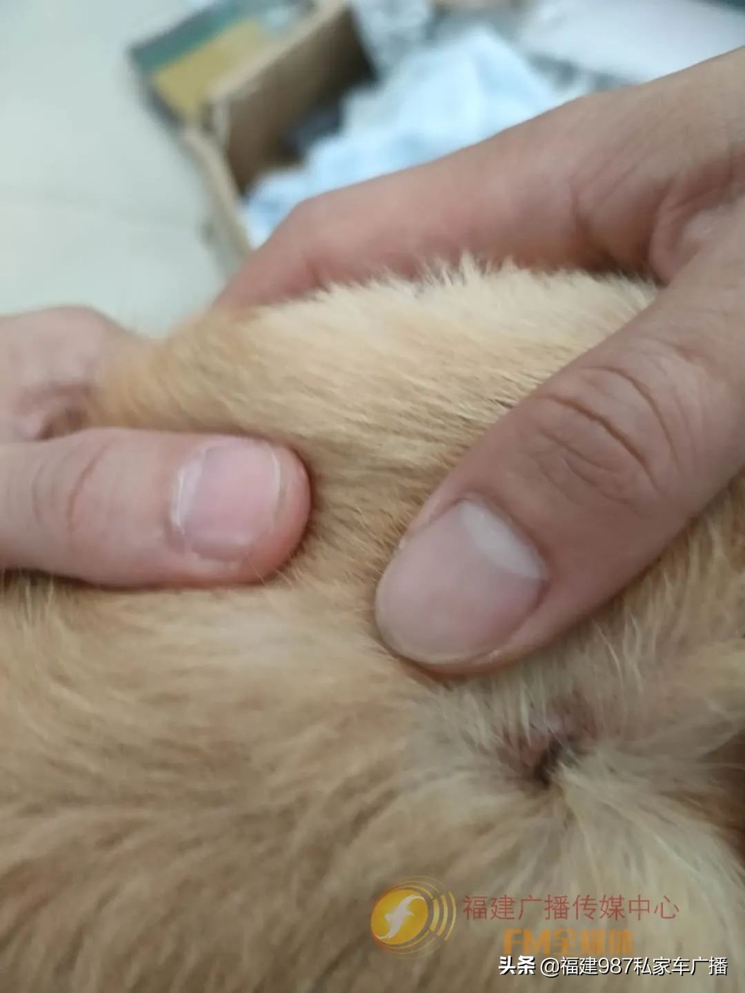 被撞离开只算逃逸不属于肇事,交通肇事送医后逃走算逃逸吗