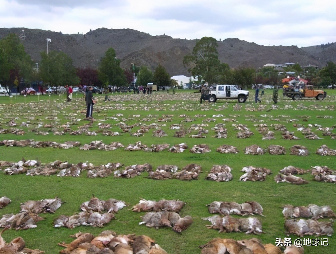 澳大利亚和兔子的五次战争,澳大利亚兔子大战是怎么回事