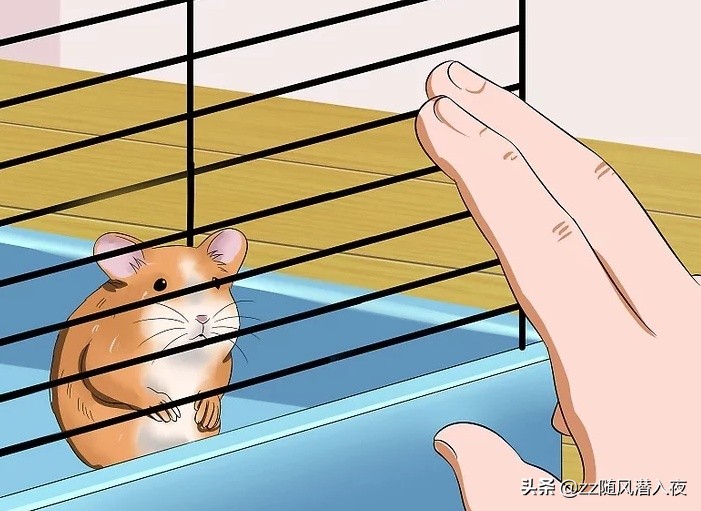 如何饲养一只仓鼠新手版,怎样饲养仓鼠宝宝
