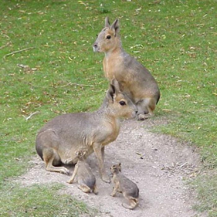 阿根廷发现神秘袋鼠,阿根廷出现神秘的袋鼠