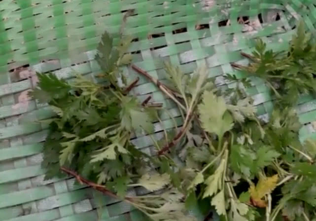 农村这种野菜竟是散结的救命菜,降血压的蔬菜和水果和野菜有哪些