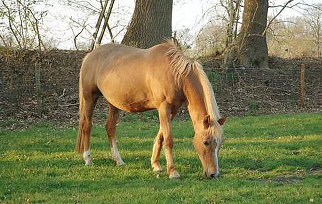 南宋偏安的内容作用,偏安宋朝