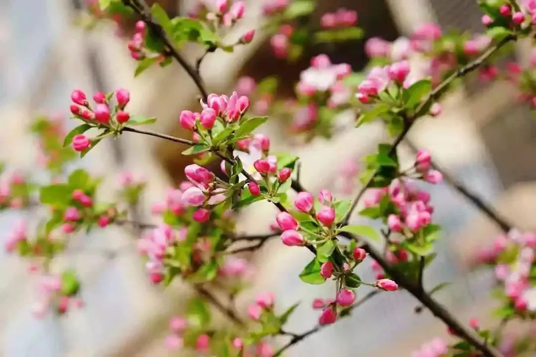 看到花的时候，不知是什么花？那就收下这份百花图谱