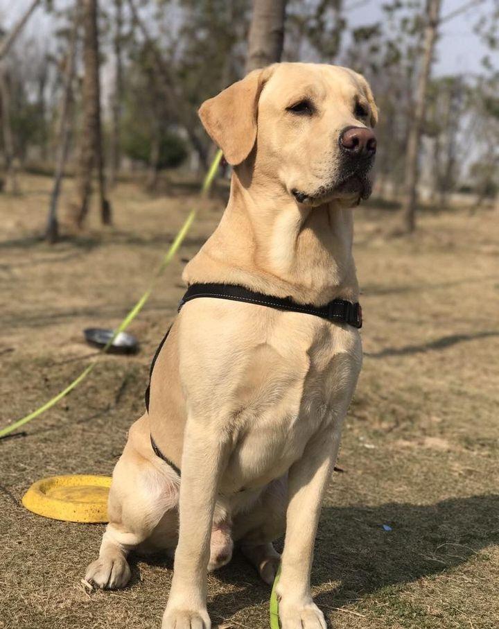 拉布拉多幼犬喂什么狗粮,拉布拉多幼犬喂什么狗粮最好