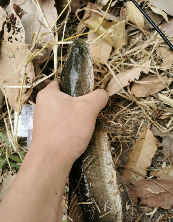 七星鱼？养了一年的鱼塘，年底却捞起一群没见过的怪鱼，能吃吗？