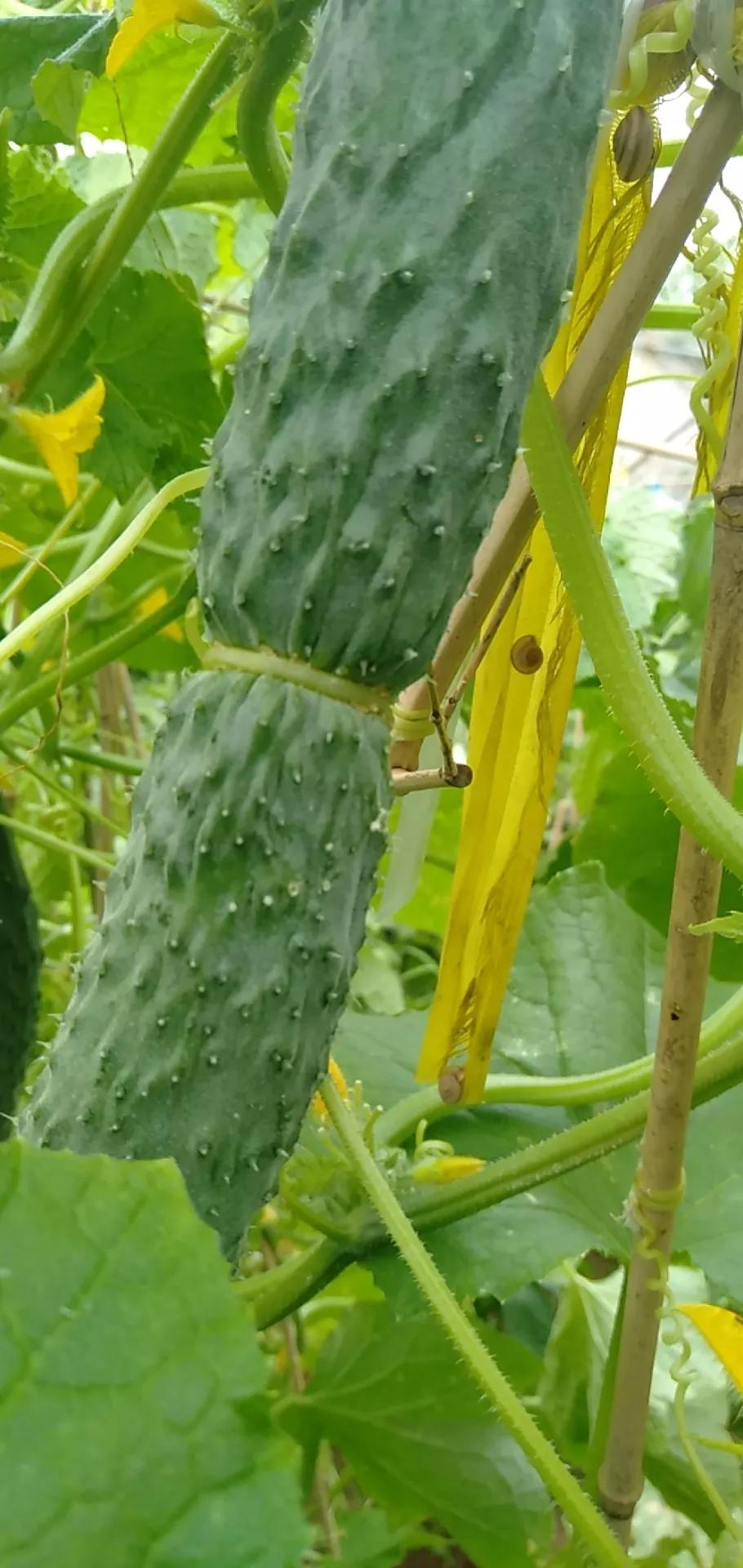 我的种植初体验,有机农业增产