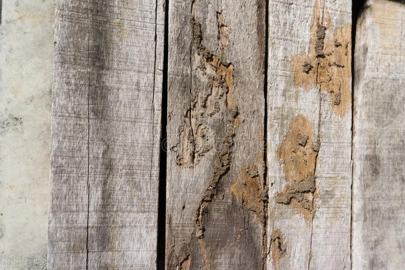 白蚁在房子里有什么讲究,农村家里有白蚁怎么办如何去除