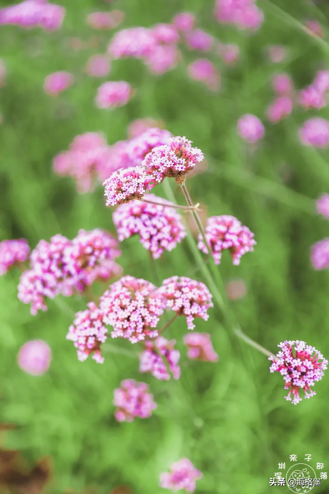 绱壊姊﹀够鑺辨捣鍏洯,娣卞湷鏅綏鏃烘柉2024绱壊鑺辨捣