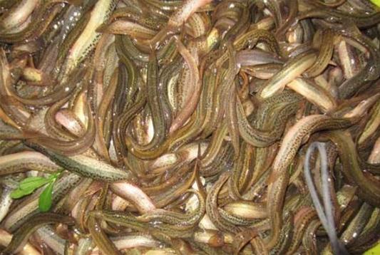 泥鳅养殖技术及前景,泥鳅养殖新技术发展前景