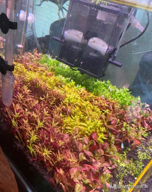 便宜又好养的水草推荐,好养又便宜的水草推荐