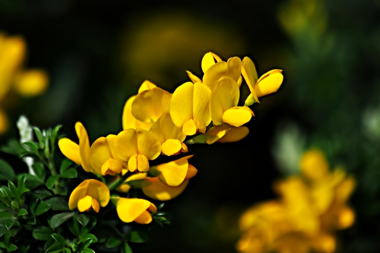 黄金雀老桩的养殖方法与注意事项,黄金雀几月开花