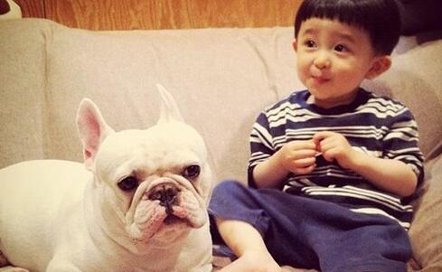 7个饲养法国斗牛犬的“小心机”，难怪别人家的狗能活这么久