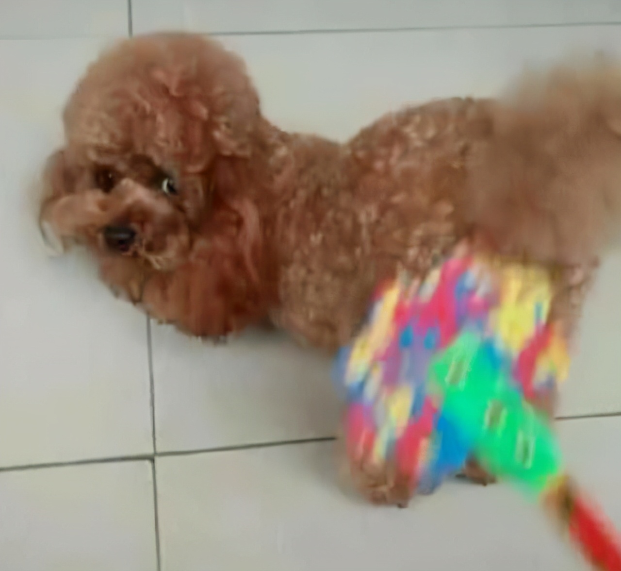 对泰迪的十大禁忌,惩罚泰迪犬5个禁忌绝不能犯