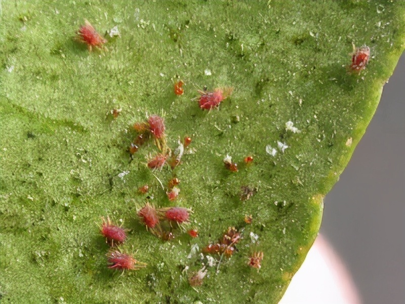 草莓土壤里有虫怎么处理,草莓棚四大病害