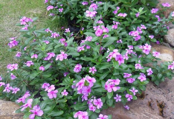 养长春花“讲究”真不少，不说还以为很好养呢？难怪养不好！