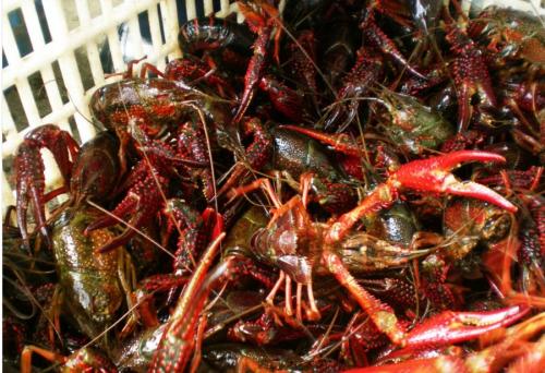 养殖小龙虾还种稻能挣钱吗,五十亩地养小龙虾一年能挣多少钱