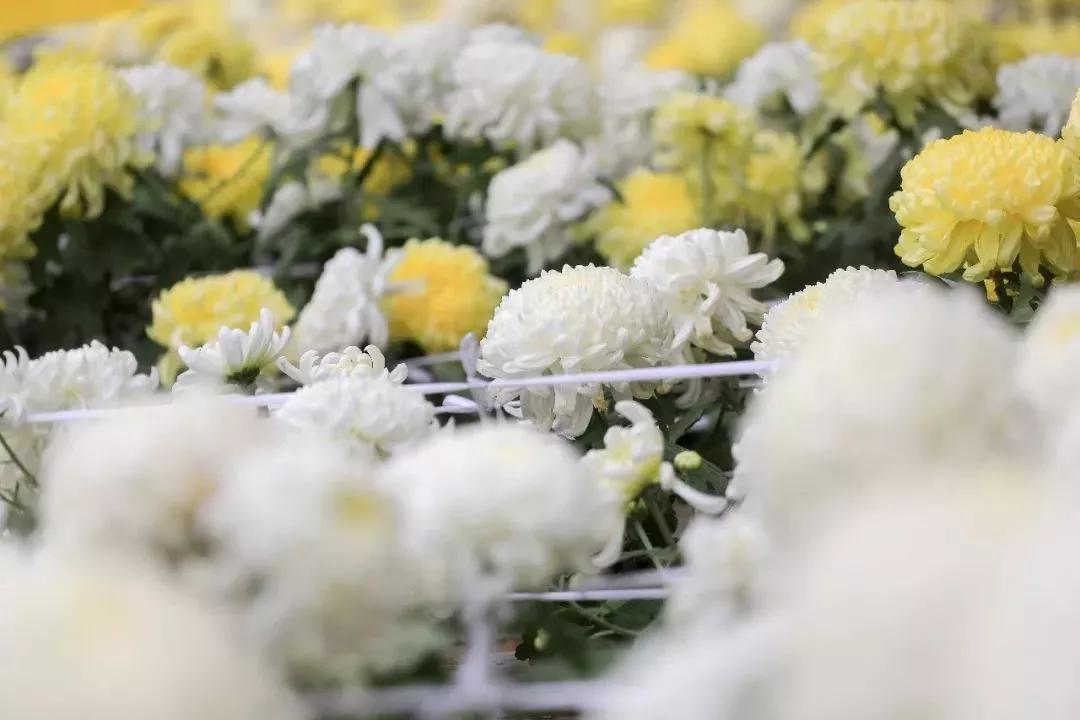 楼观台菊花展,楼观菊花